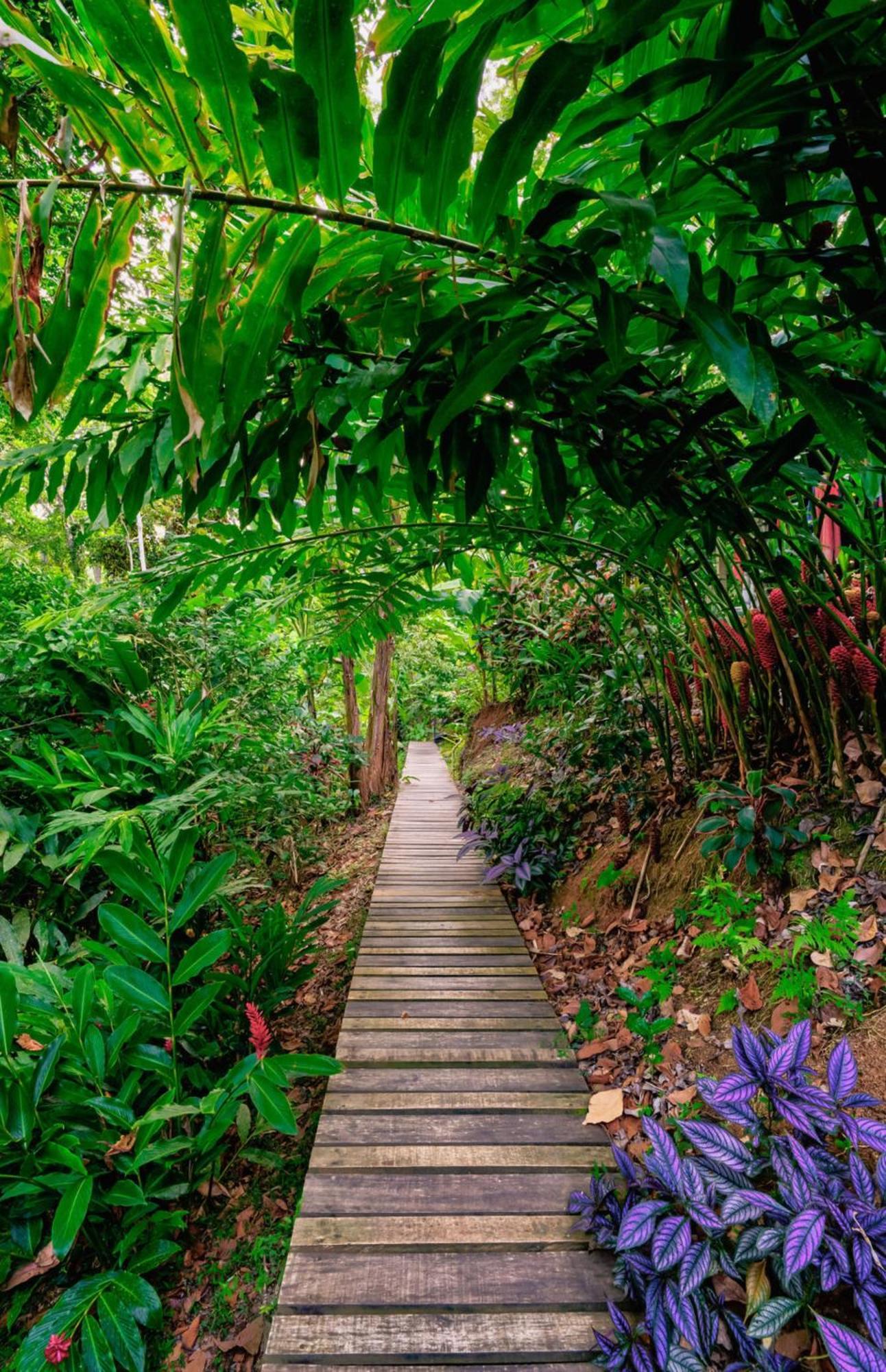 La Shamana - Ecological Concept In Jungle Villa Cahuita Dış mekan fotoğraf