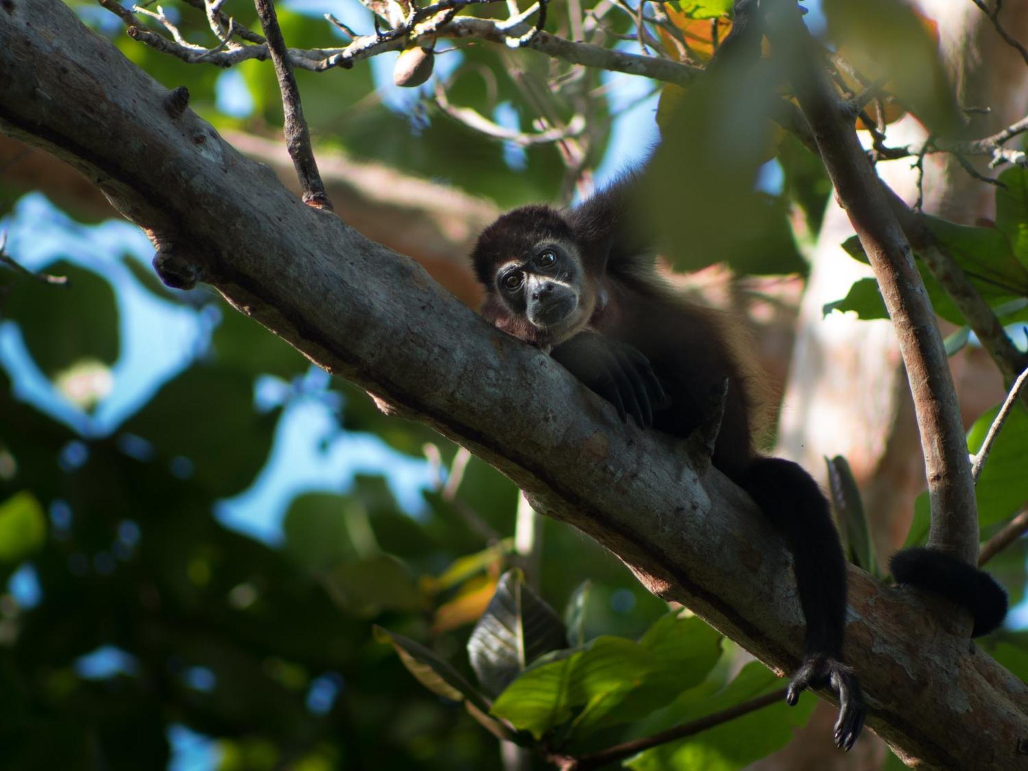 La Shamana - Ecological Concept In Jungle Villa Cahuita Dış mekan fotoğraf